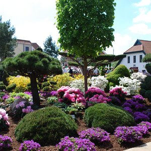Die RHODO im historischen Stadtkern von Westerstede ist Europas größte Rhododendronschau. Foto: Touristik Westerstede e.V.
