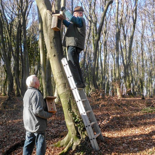 Mitglieder der Kolping-Gruppe 60plus befestigen Nistkästen für Singvögel im Hollager Berg.